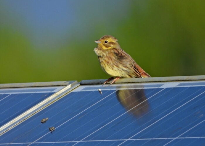 A bird on a solar panel.