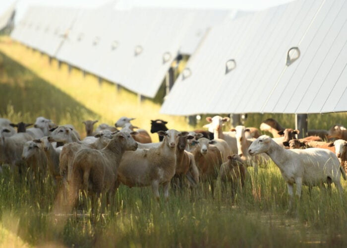 Sheep and solar panels.